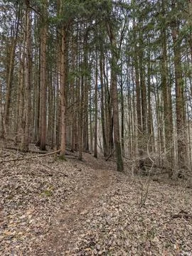 Serene Winter Forest with Bare Trees and Leaf-Covered Ground in Pennsylvania. Stock-Fotos