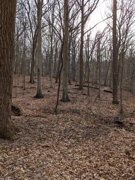 Serene Winter Forest with Bare Trees and Leaf-Covered Ground in Pennsylvania. 写真素材