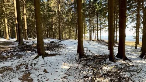 A serene winter forest path adorned with sparkling snow and majestic pine t.. Stock Photos