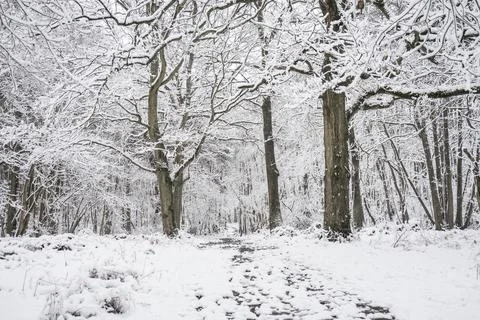Serene Winter Forest Path Stock Photos