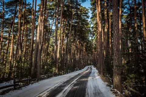 A serene winter forest. 写真素材
