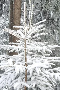 A serene winter forest scene featuring a pine tree blanketed in fresh snow. s Stock Photos