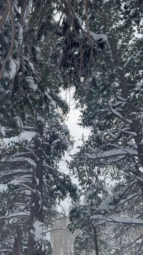 Serene Winter Forest with Soft Snow Falling Through Tall Pine Trees Stock Footage 329189672