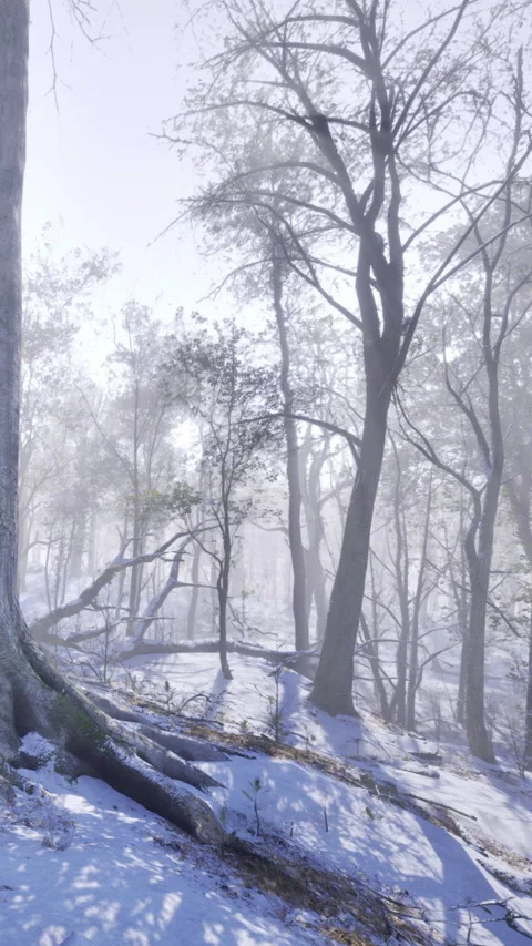 Serene winter forest with sun shining through misty trees and soft snow Stock Footage 334206643