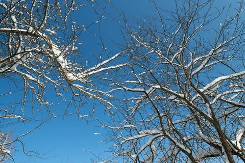 Serene winter landscape emphasizing simplicity and seasonal beauty, Peacefu.. Stock Photos