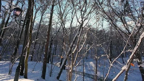 A serene winter landscape featuring snow-covered trees and a vintage street lamp Stock Footage 321844065