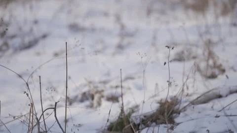 Serene Winter Landscape: Thin Grass and Plants Emerging Through Snow | HLG Stock Footage 302905539