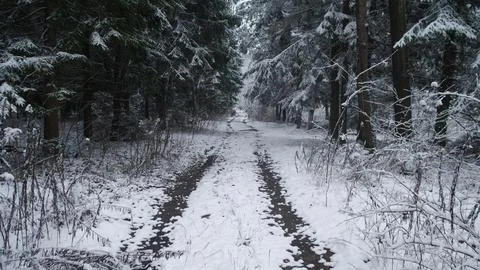 A serene winter path winds through a dense forest in Alaska and Canada, covered Stock Photos