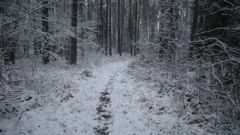 A serene winter pathway meanders through a snowy forest in Alaska, surrounded by Foto stock