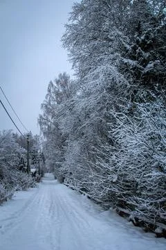 A Serene Winter Pathway Snaking Gently Underneath a Beautiful SnowCovered Canopy Stock Photos