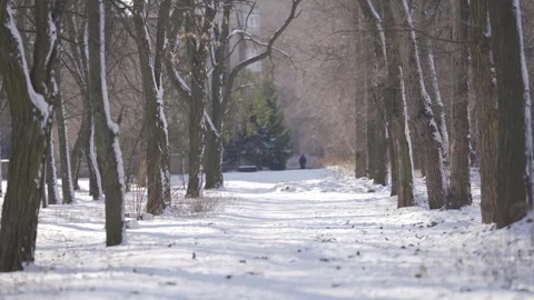 Serene Winter Pathway with Snow-Covered Trees | HLG Stock Footage 302486146