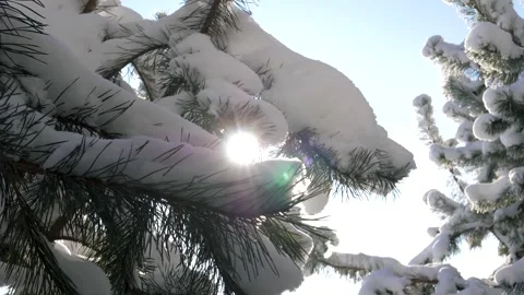 Serene winter pine forest illuminated by sparkling frost and gentle sunlight Stock Footage 327363562