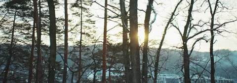 A Serene Winter Sunset Beautifully Illuminates the Trees in the Quiet Forest Stock Footage 314546258