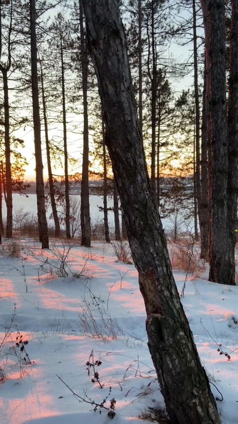A serene winter sunset through a forest of tall, bare trees. The sun casts a war Stock Footage 293092326