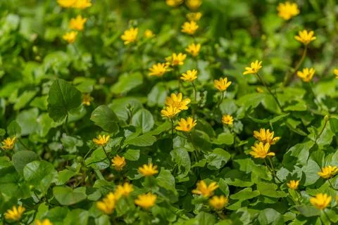 Serene yellow flower patch inviting stillness, dappled light creates warm ton Stockfoto's