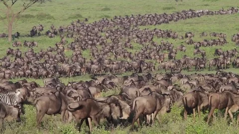 Serengeti Wildebeests migration Stock Footage