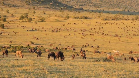 Serengeti Wildebeests Migration Video stock 125427435