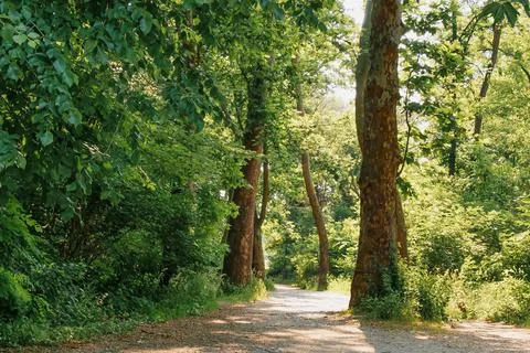 Serenity along a tree-lined path in a lush forest during bright daylight Stock Photos