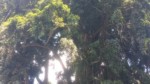 The Serenity of Ancient Trees Stock Footage 331934619