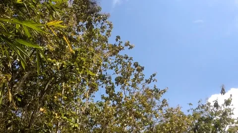 Serenity Beneath the Blue Sky 動画素材 334836788