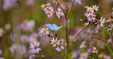 Serenity in Bloom August Stock Footage 288161915