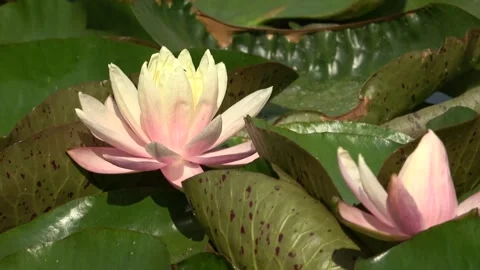 Serenity in Bloom: The Lotus Flower in Tranquil Waters Stock Footage 288452376