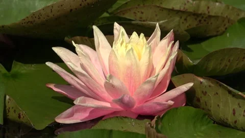 Serenity in Bloom: The Lotus Flower in Tranquil Waters Stock Footage 288452465