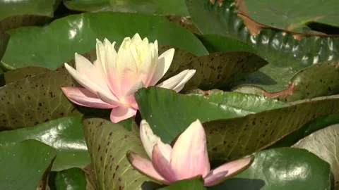 Serenity in Bloom: Lotus Flowers in Tranquil Waters Stock Footage 288452425