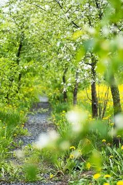 Serenity in Bloom Foto stock