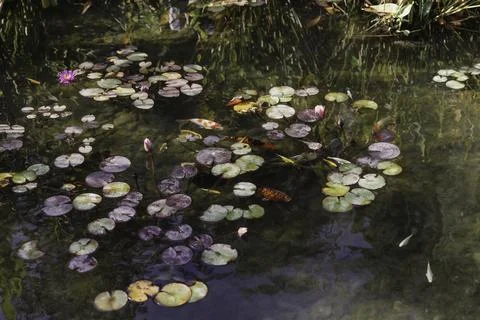 Serenity in Bloom Stock Photos