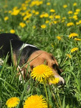 Serenity in Bloom Stock Photos