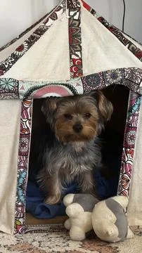 “Serenity Captured: Mobile Lens Magic” by Diaamnour 스톡 사진