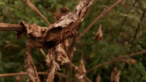Serenity in Decay: A Study of a Dried Leaf Stock Photos