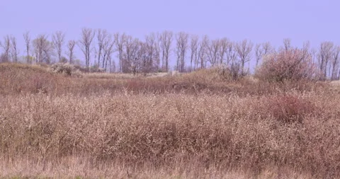 Serenity in the Fields: Dry Grass, Wildflowers, and Trees Stock Footage 255675327