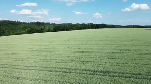 Serenity in the Fields: A Mesmerizing Drone Flight Over a Sunlit Wheat Field in  Stock Footage 244169670