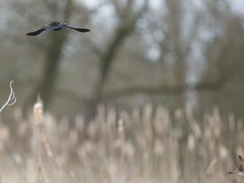 Serenity in Flight Stock Photos
