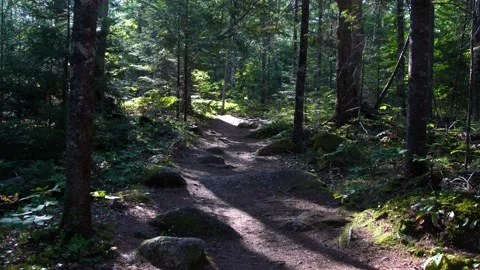 Serenity in the forest Stock Footage 160551760