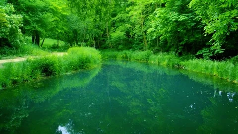 Serenity of Forest Lake Stock Footage 248597924