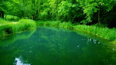 Serenity of Forest Lake 動画素材 248597972