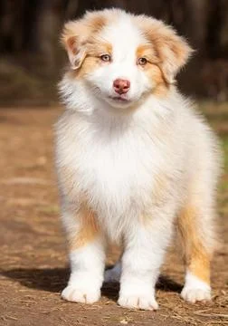 Serenity in the Forest Stock Photos