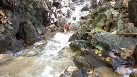 The Serenity of a Forest Stream Stock Footage 331106484