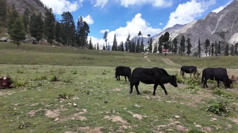Serenity Found Idyllic 4K Valley Scene with Happy Yolks Grazing, Majestic Mo Stock Footage 288001719