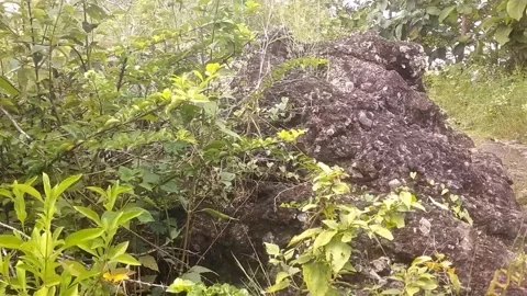 The Serenity of Green Shrubbery Stock Footage 329557730