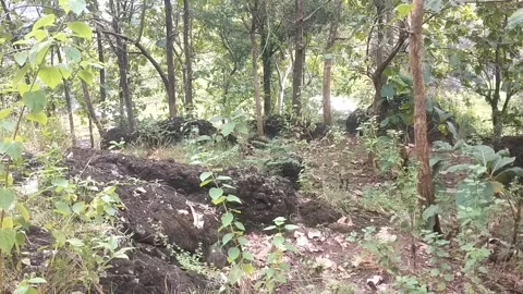 Serenity in the Heart of the Forest Stock Footage 329558102