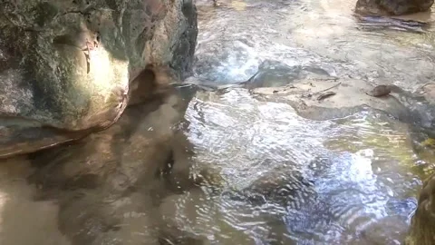 The Serenity of a Hidden Stream Stockbeeldmateriaal 333051282