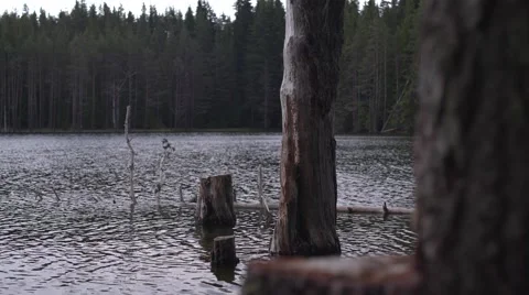 Serenity of Lake Trees 4K Stock Footage 63976593