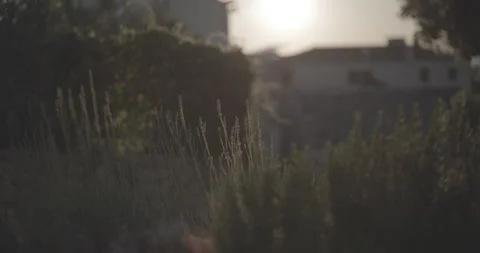 SERENITY OF LAVANDER FIELDS, CROATIA Stock Footage 289512241