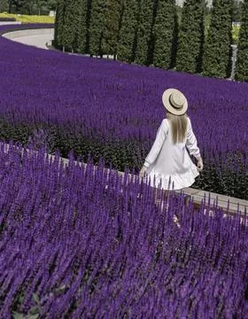 Serenity in Lavender Fields Stock Photos