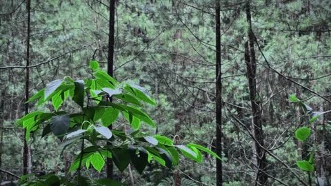 "Serenity of a Lush Forest in 4K UHD" Video stock 296520804