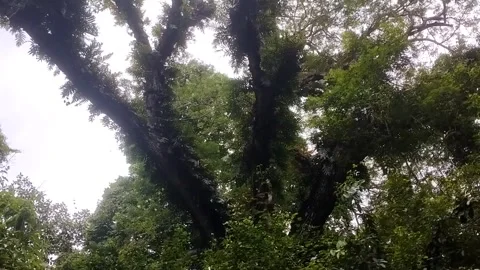The Serenity of Lush Green Trees Видео 332470346